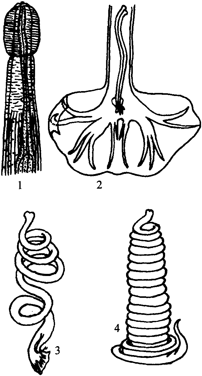 肿胀绕体线虫